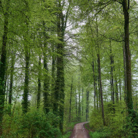 Een rustig bospad omgeven door hoge groene bomen nabij Someren, Noord-Brabant, Nederland, in het voorjaar.