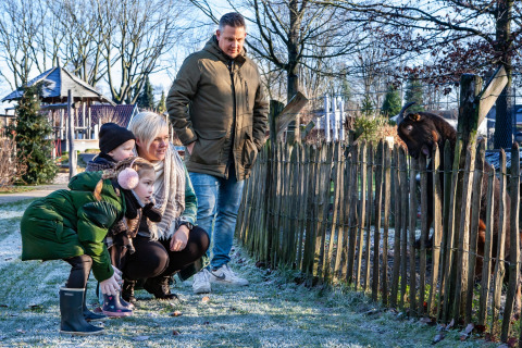 Family by goat - Sandberghe - Uden, Gelderland, Netherlands