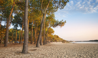 Sandy beach with pine trees at sunset near Aureilhan, Nouvelle-Aquitaine, France, peaceful lakeside view.