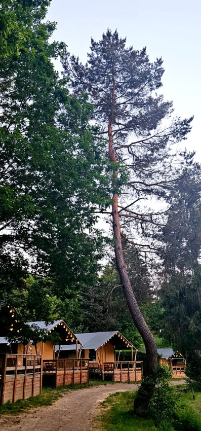 Schiefer, hoher Baum vor Safarizelten mit Veranda auf dem Campingplatz Reiler in Luxemburg im Wald.