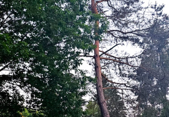 Hoge, scheefstaande boom bij safaritenten met veranda op Camping Reiler in Luxemburg, midden in het bos.