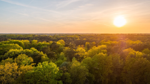 Coucher de soleil doré sur la forêt verdoyante à Wellness Lodge, Vakantiepark De Wiltzangh, Pays-Bas.