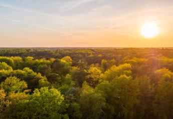 Atardecer dorado sobre el bosque verde en Wellness Lodge, Vakantiepark De Wiltzangh, Países Bajos.