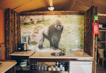 Küche im Safari-Zelt bei Wilsumer Berge, Deutschland, mit großem Gorilla-Bild an der Rückwand.