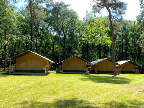Quatre tentes glamping sur pelouse entourée de forêt à Vakantiepark Bonte Vlucht, Utrecht, Pays-Bas.