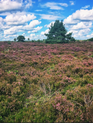 Lyngbakker i nærheden af Doorn, Utrecht, Nederlandene med blå himmel, træer og skyer i baggrunden.