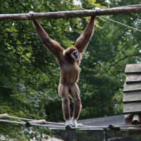 En gibbon svinger sig i et udendørs anlæg nær Doorn, Utrecht, Holland, omgivet af frodig skov.