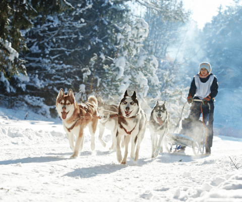 Dog sledding adventure in snowy forests at Les Chalets Huttopia Champagny en Vanoise, Auvergne-Rhône-Alpes.