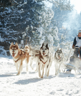 Balade en traîneau à chiens dans la neige à Les Chalets Huttopia Champagny en Vanoise, Auvergne-Rhône-Alpes.
