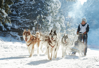 Balade en traîneau à chiens dans la neige à Les Chalets Huttopia Champagny en Vanoise, Auvergne-Rhône-Alpes.