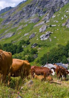 Cows grazing on an alpine hillside with traditional village houses and glamping huts nearby in Auvergne-Rhône-Alpes.