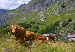 Mucche al pascolo su una collina alpina vicino a case del villaggio e sistemazioni glamping in Auvergne-Rhône-Alpes.