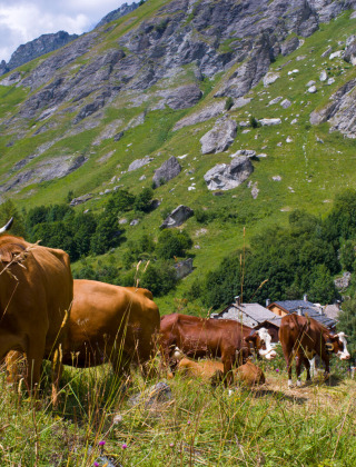 Cows grazing on an alpine hillside with traditional village houses and glamping huts nearby in Auvergne-Rhône-Alpes.