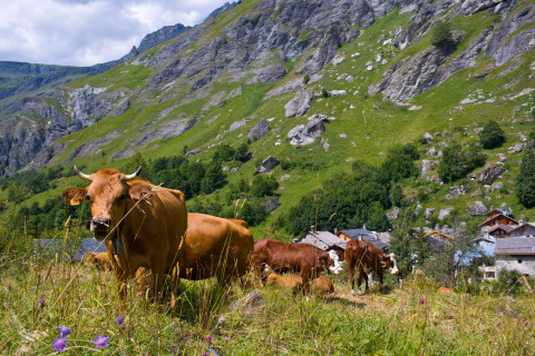 Koeien grazen op een heuvel bij het dorp en glamping accommodaties in Auvergne-Rhône-Alpes, Frankrijk.