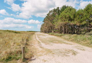 Zandweg tussen grasvelden en dennenbomen bij Flower Camping Le Vorlen in Bretagne, Frankrijk.