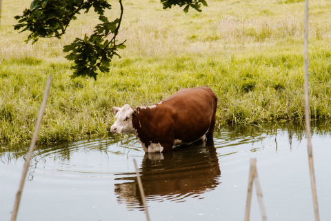 Eine Kuh steht im seichten Wasser eines Flusses auf einer grünen Wiese im Holiday Park Mölke, Niederlande.