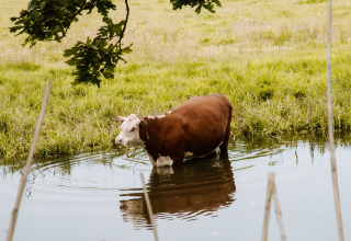 Una mucca si trova nell'acqua bassa di un fiume tra i prati verdi di Holiday Park Mölke, Overijssel, Paesi Bassi.