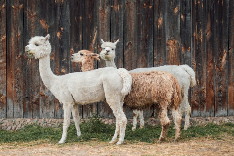Vier alpaca’s met gedeeltelijk geschoren vacht staan samen voor een houten wand bij Wilsumer Berge.