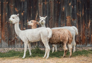 3 alpaca's - Wilsumer Berge - Wilsum, Nedersaksen, Duitsland