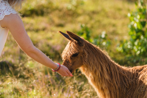 Een persoon voert een alpaca met lange vacht in een zonnige weide bij Wilsumer Berge vakantiepark, Duitsland.