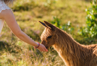 Alpaca voeren / aaien - Wilsumer Berge - Wilsum, Nedersaksen, Duitsland