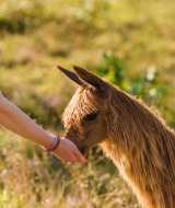 Alimentar / acariciar alpacas - Wilsumer Berge - Wilsum, Baja Sajonia, Alemania