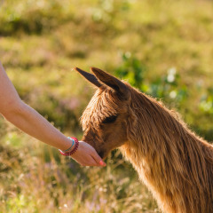 Alimentar / acariciar alpacas - Wilsumer Berge - Wilsum, Baja Sajonia, Alemania