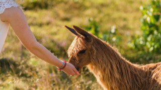 Alimentazione / accarezzamento degli alpaca - Wilsumer Berge - Wilsum, Bassa Sassonia, Germania