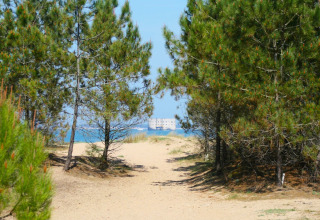 Sentiero tra pini verso la spiaggia, con il mare e un forte in lontananza a Flower Camping Monplaisir.