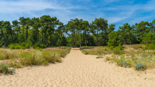 Sandsti gennem klitlandskab og fyrretræer, Flower Camping Monplaisir, Nouvelle-Aquitaine, Frankrig.