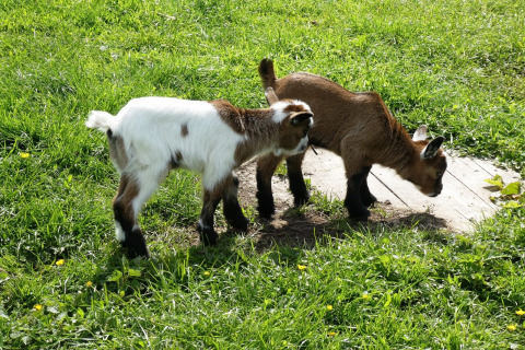 Cabras - Buitenplaats Holten - Rijssen, Overijssel, Países Bajos