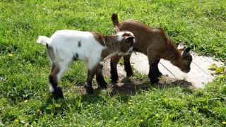 Goats - Buitenplaats Holten - Rijssen, Overijssel, Netherlands