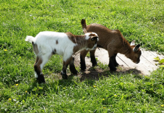 Goats - Buitenplaats Holten - Rijssen, Overijssel, Netherlands