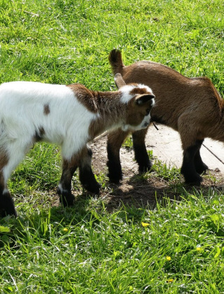 Geitjes - Buitenplaats Holten - Rijssen, Overijssel, Nederland