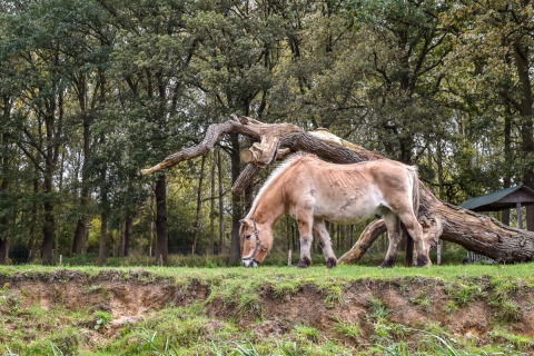 Paard - Buitenplaats Holten - Rijssen, Overijssel, Nederland