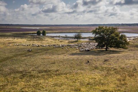 Weite Wiese mit einer Schafherde, großem Baum und See im Hintergrund bei einer Glamping-Unterkunft.