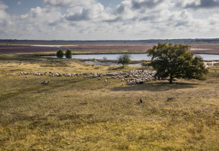 Distesa erbosa con pecore, albero e lago sullo sfondo, fotografata da un alloggio glamping tranquillo.