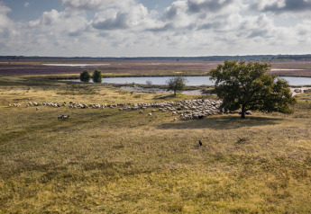 Prairie paisible, troupeau de moutons, arbre et lac sous un grand ciel, vue d’un site de glamping.