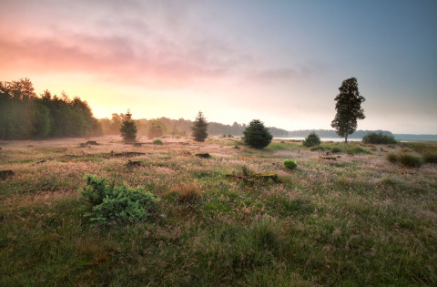 Paysage au lever du soleil depuis un hébergement glamping, avec prairies, arbres et ciel coloré.