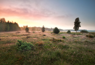 Vista al amanecer desde un alojamiento glamping, con prados cubiertos de hierba, árboles y cielo brillante.