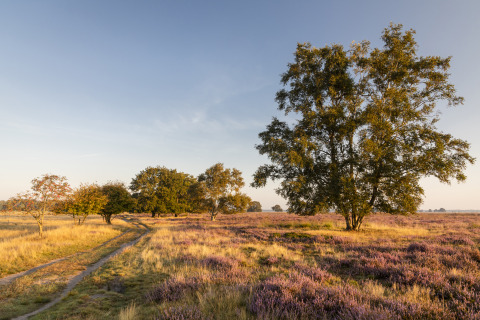 Photo d’un site de glamping idyllique avec arbres, bruyère violette et prairies sous un ciel bleu.