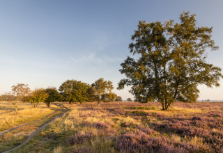 Photo d’un site de glamping idyllique avec arbres, bruyère violette et prairies sous un ciel bleu.