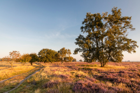 Vredig landschap bij Groeneborg lodge met hottub, bomen en paarse heide onder een blauwe hemel.