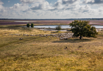 En stor flok får græsser på en mark ved en sø under en delvist overskyet himmel ved Groeneborg lodge.
