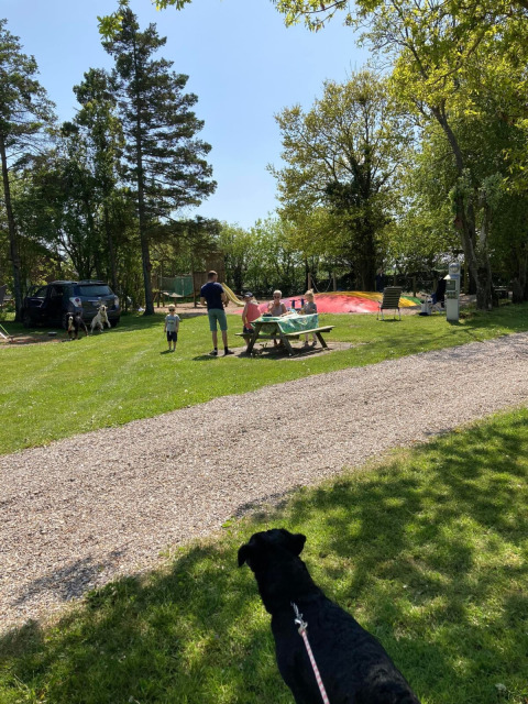 Famiglie e cani si godono il sole al campeggio Himmerland, parco vacanze nello Jutland settentrionale, Danimarca.