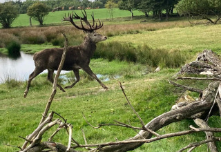 A deer runs through a green field near a pond in Aars, North Jutland, Denmark, with trees in the background.