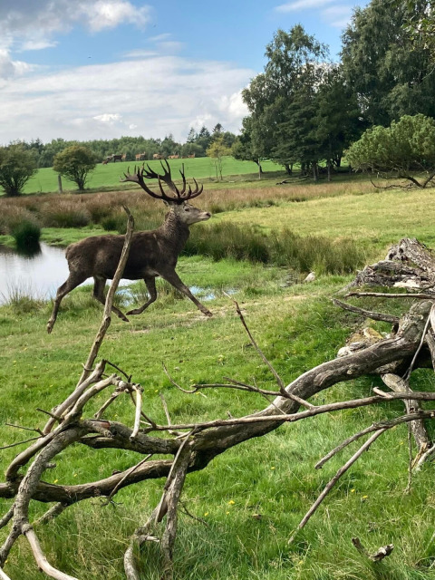 A deer runs through a green field near a pond in Aars, North Jutland, Denmark, with trees in the background.