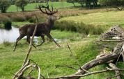 Een hert loopt in een groen landschap bij een vijver in Aars, Noord-Jutland, Denemarken, met bomen op de achtergrond.