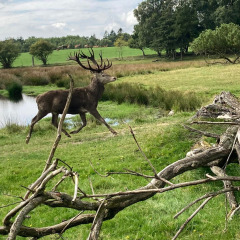 A deer runs through a green field near a pond in Aars, North Jutland, Denmark, with trees in the background.