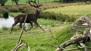 A deer runs through a green field near a pond in Aars, North Jutland, Denmark, with trees in the background.